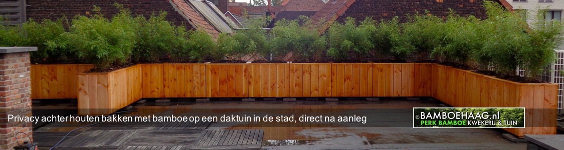 Privacy achter houten bakken met bamboe op een daktuin in de stad zojuist aangelegd